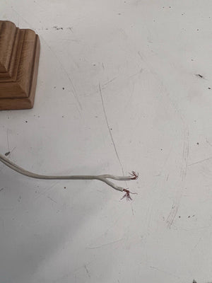 Cream Shade Lamp With Wooden Stand (Damaged Shade and Wire)