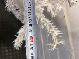 Medium White Christmas Tree