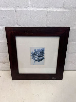 Blue Fern in Dark Thick Wooden Frame (Minor Chip) (Width: 50cm)(Height: 50cm)