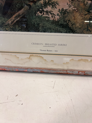 Framed Crimson-Breasted Shrike Artwork - Wear to Frame & Mount - 2ndhandwarehouse.com