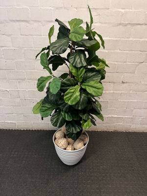 Artificial Fiddle Leaf Fig Plant in White Ribbed Pot — Clean Condition