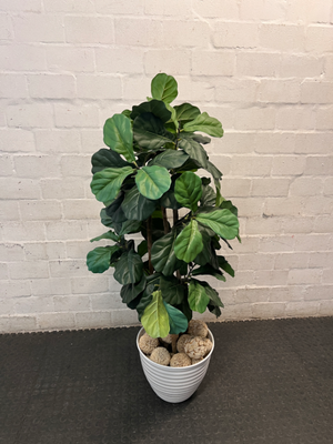 Artificial Fiddle Leaf Fig Plant in White Ribbed Pot — Clean Condition