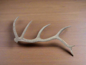 Rustic White Antler Decor Piece for Wall Mounting