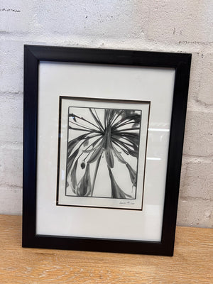 Framed Monochromatic Agapanthus Botanical Art – condition detail