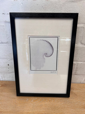 Framed Nautilus Shell Illustration Artwork – back view
