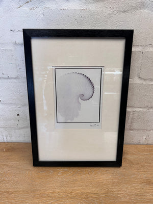 Framed Nautilus Shell Illustration Artwork – main front view