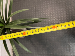 Multi-Stemmed Artificial Dracaena Plant in Black Pot