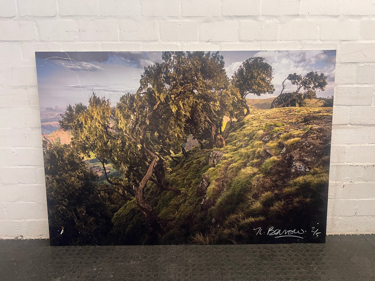 Tree on Hill Wall Art
