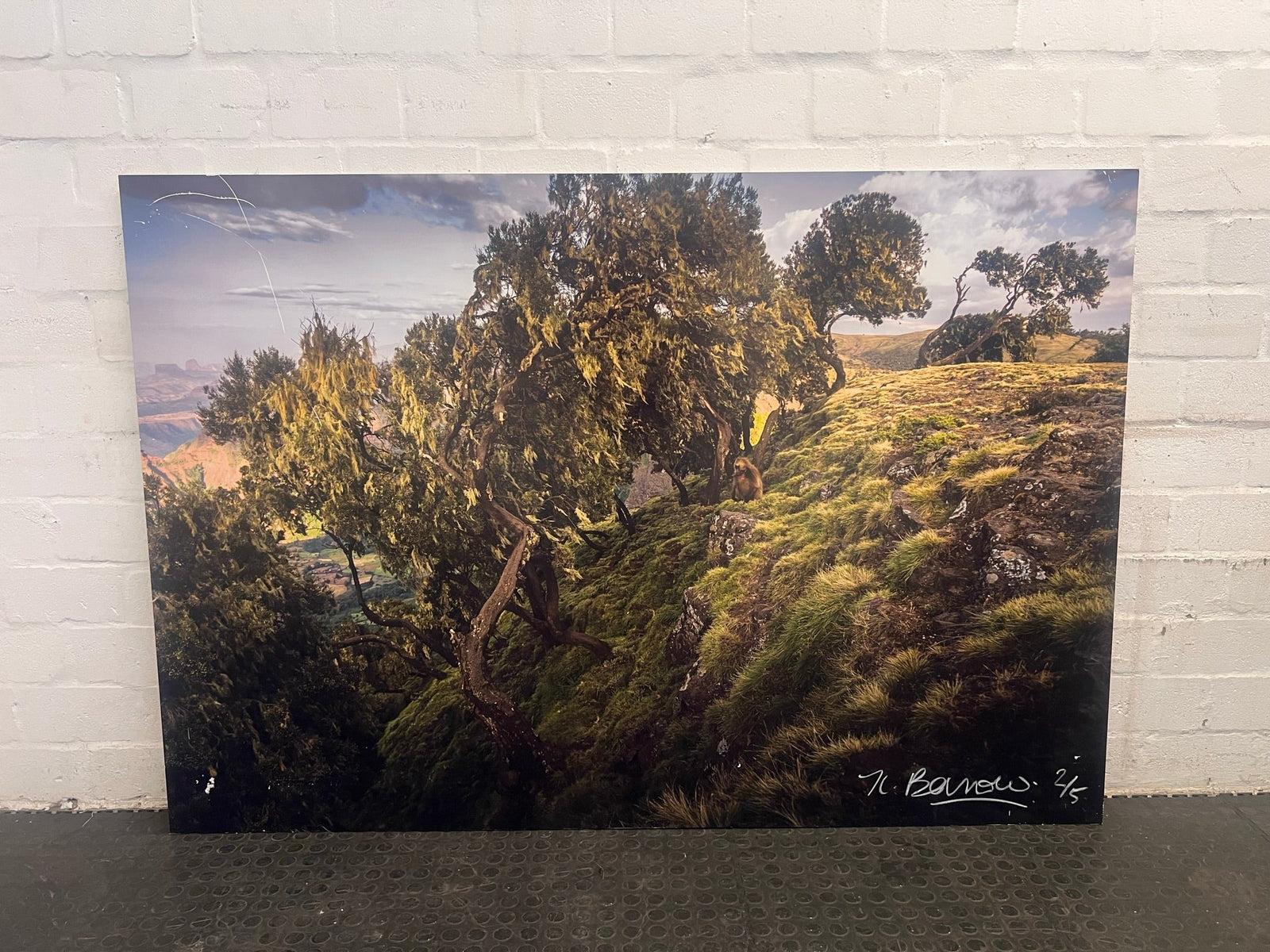 Tree on Hill Wall Art