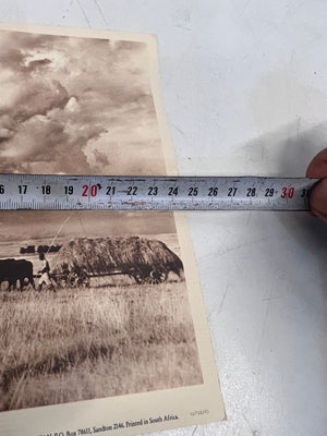 Cattle Grazing in Field Vintage Art Print