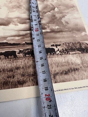 Cattle Grazing in Field Vintage Art Print