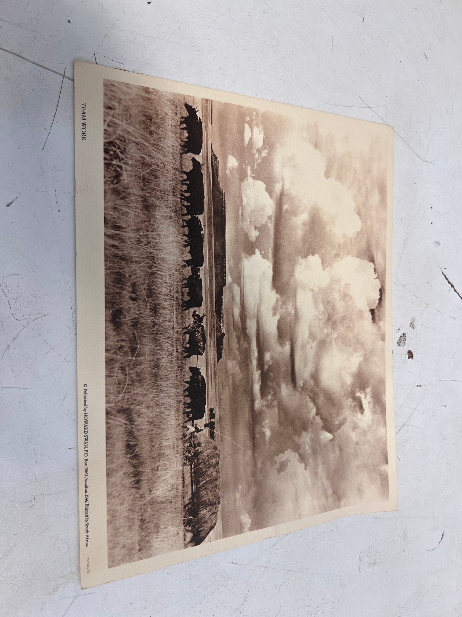 Cattle Grazing in Field Vintage Art Print