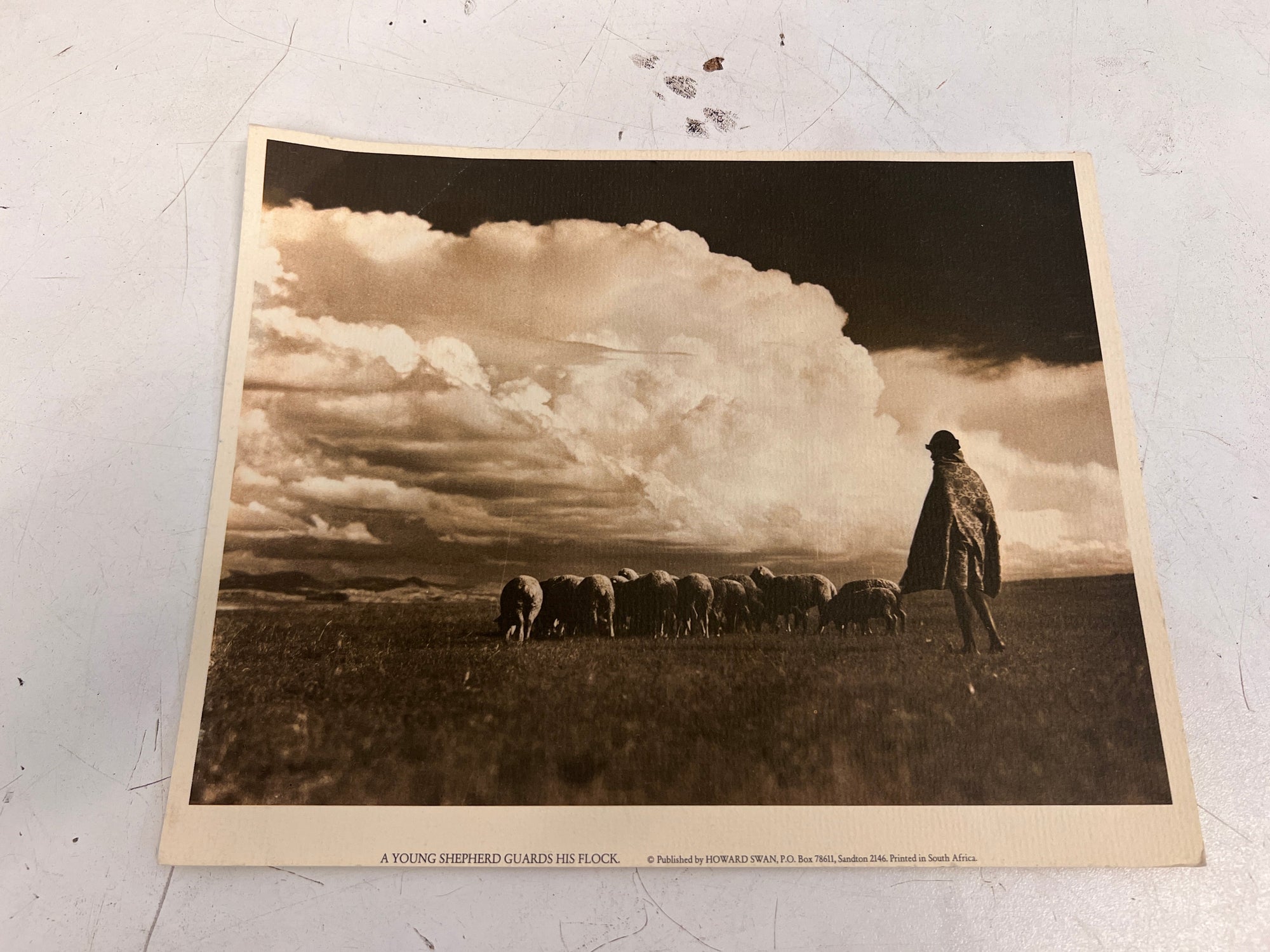 Sheep Grazing in Field Vintage Art Print