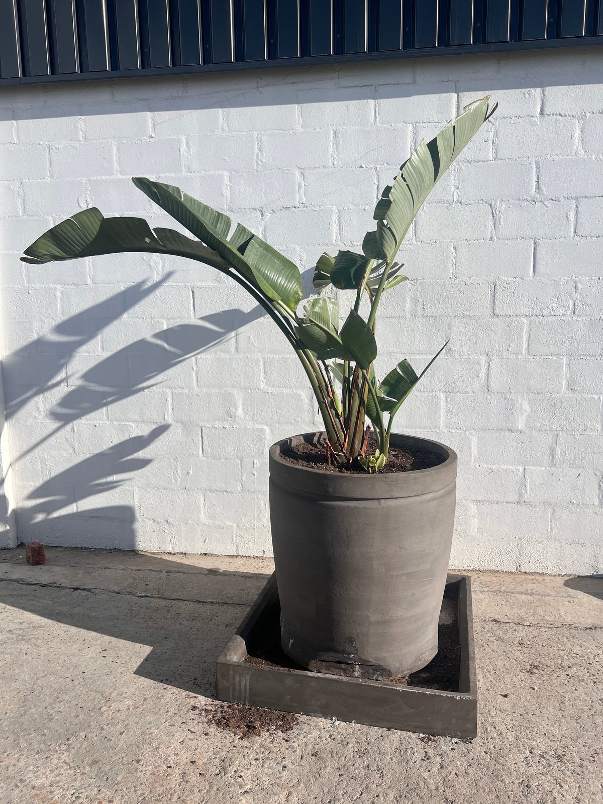 Banana Tree in Pot