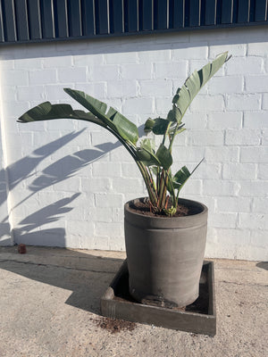 Banana Tree in Pot