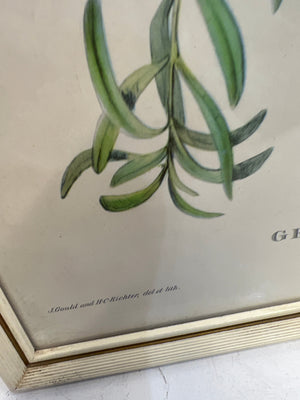 Geopelia Tranquilla Framed Print