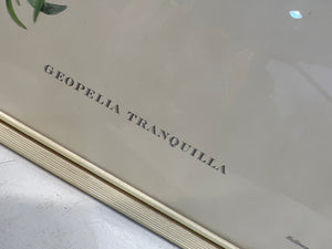 Geopelia Tranquilla Framed Print