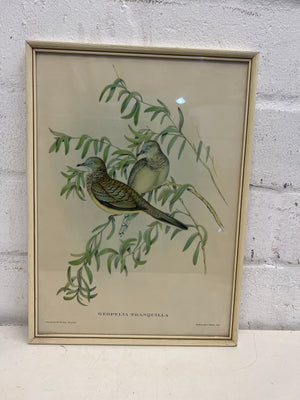 Geopelia Tranquilla Framed Print