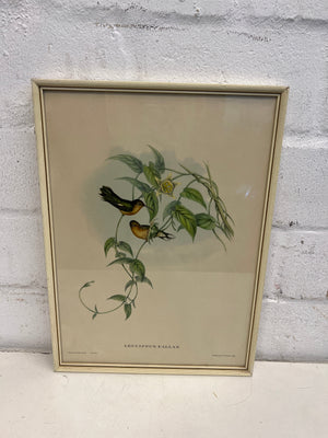 Leucippus Fallax Framed Print