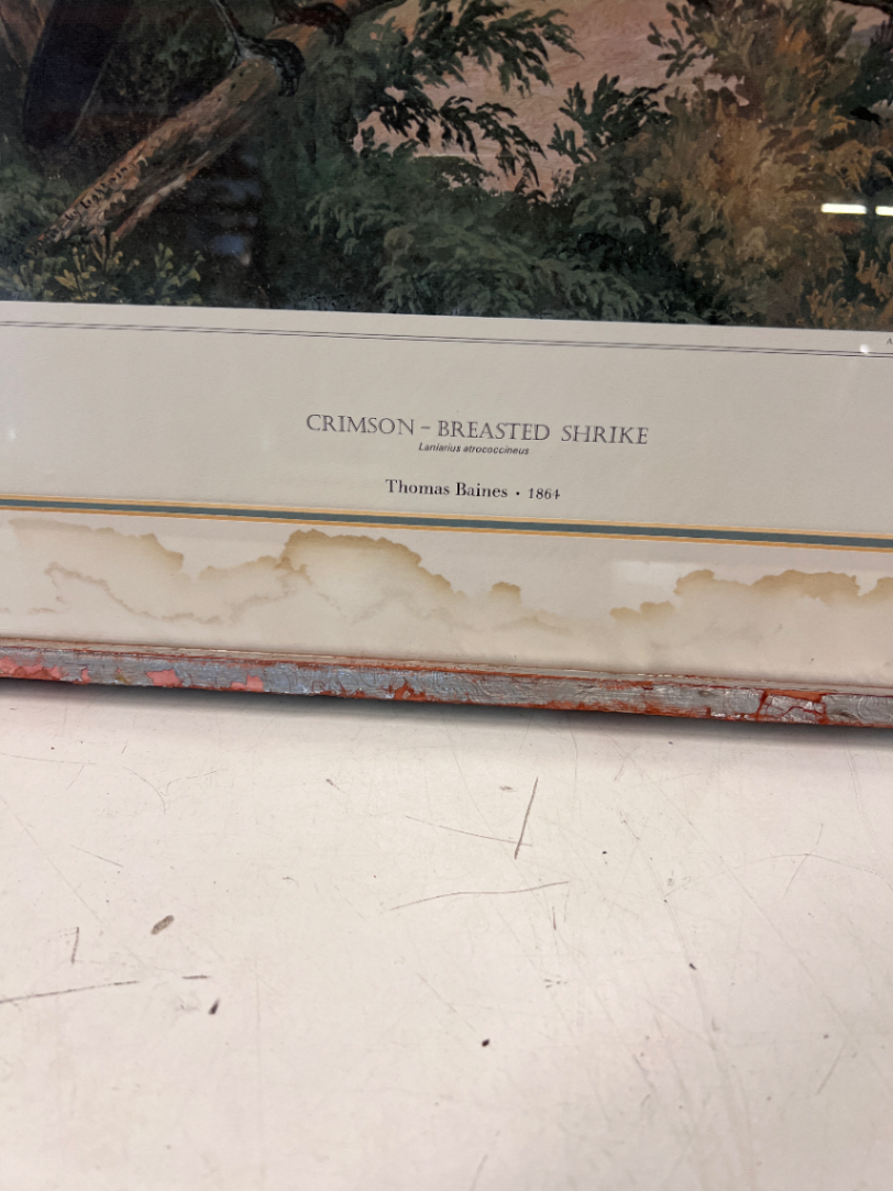 Framed Crimson-Breasted Shrike Artwork - Wear to Frame & Mount - 2ndhandwarehouse.com