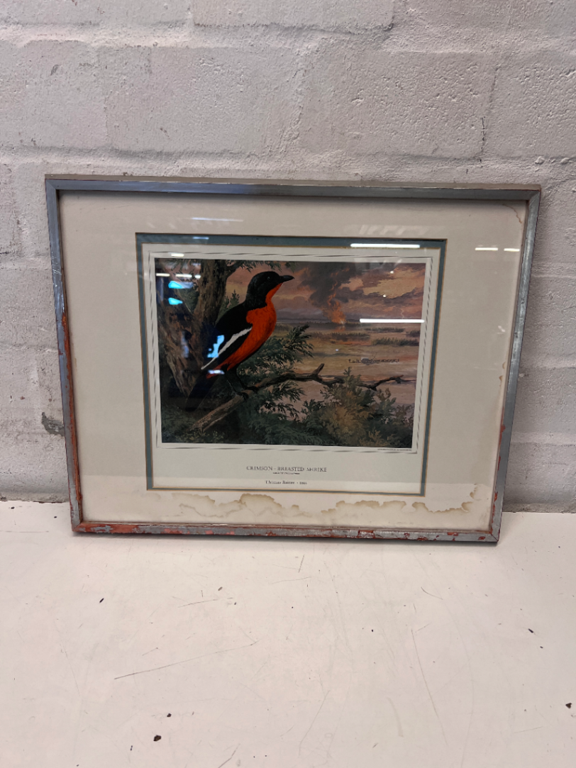 Framed Crimson-Breasted Shrike Artwork - Wear to Frame & Mount - 2ndhandwarehouse.com