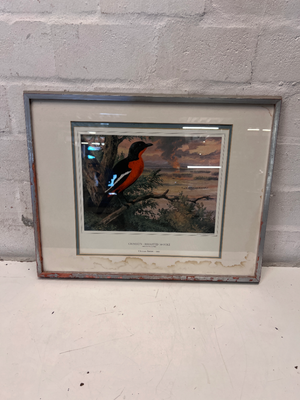 Framed Crimson-Breasted Shrike Artwork - Wear to Frame & Mount - 2ndhandwarehouse.com