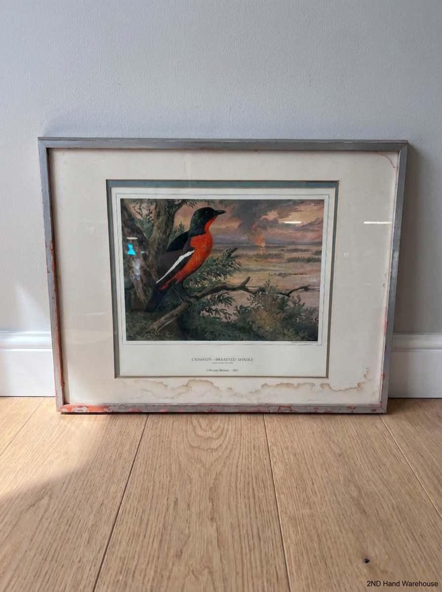 Framed Crimson-Breasted Shrike Artwork - Wear to Frame & Mount - 2ndhandwarehouse.com