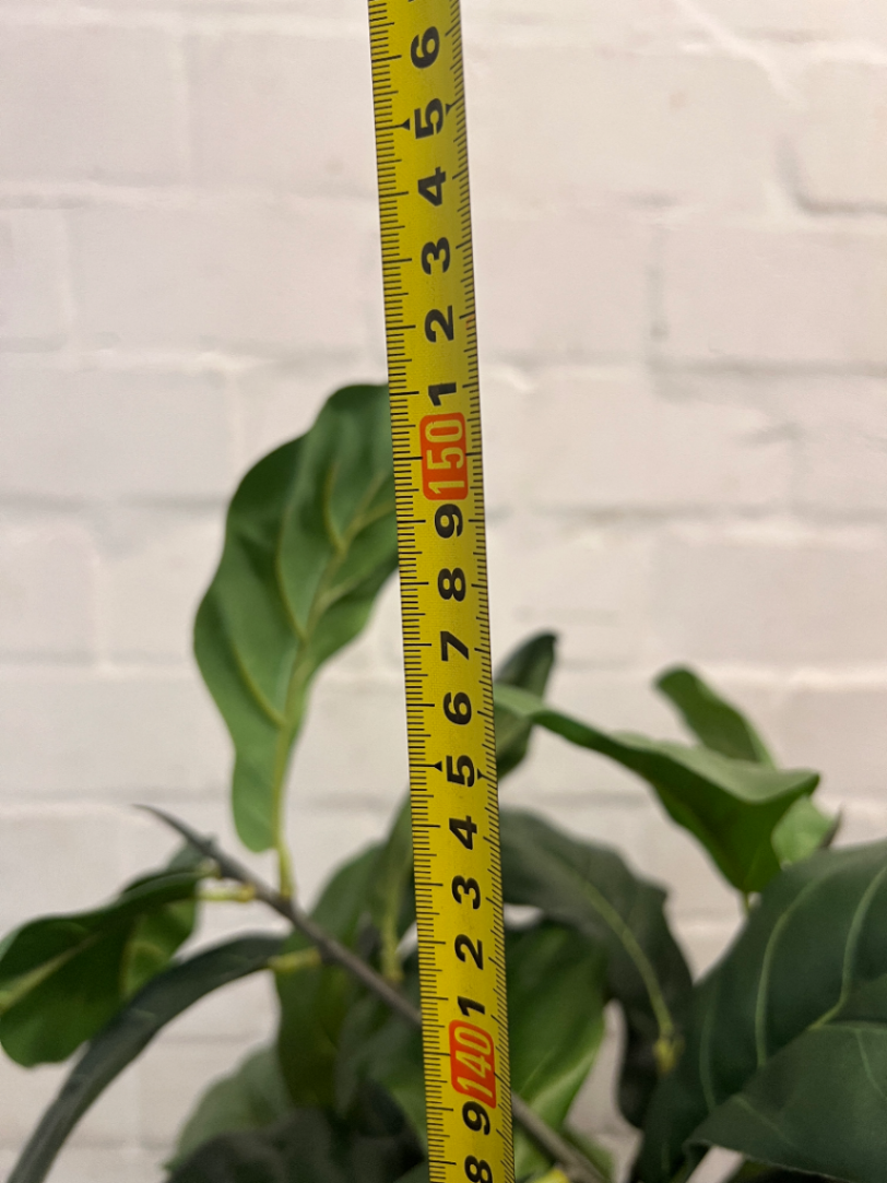 Artificial Fiddle Leaf Fig Plant in White Ribbed Pot — Clean Condition