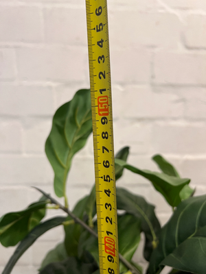 Artificial Fiddle Leaf Fig Plant in White Ribbed Pot — Clean Condition