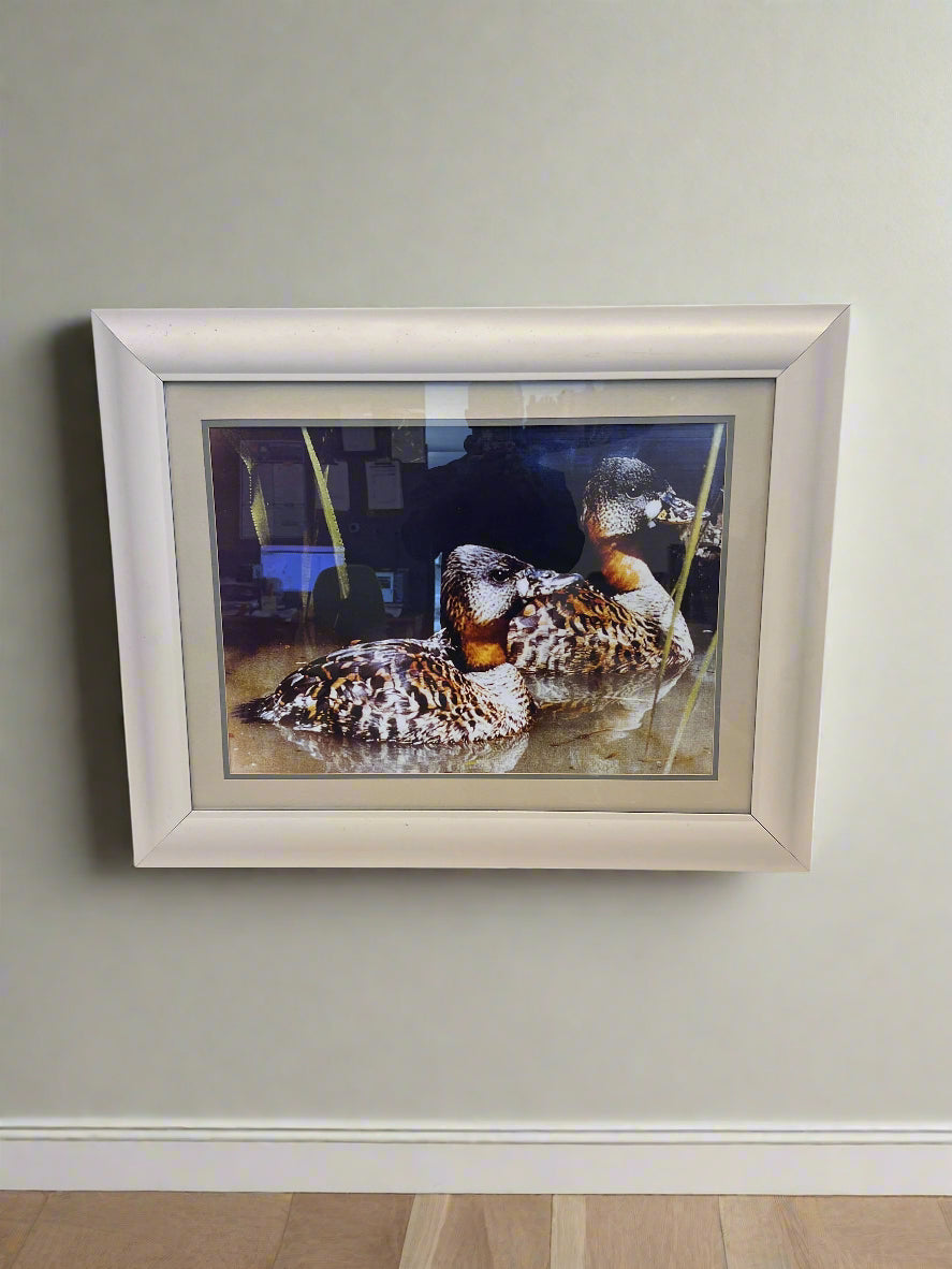 Framed Art Print of Ducks - Elegant White Frame, Minor Scuffs