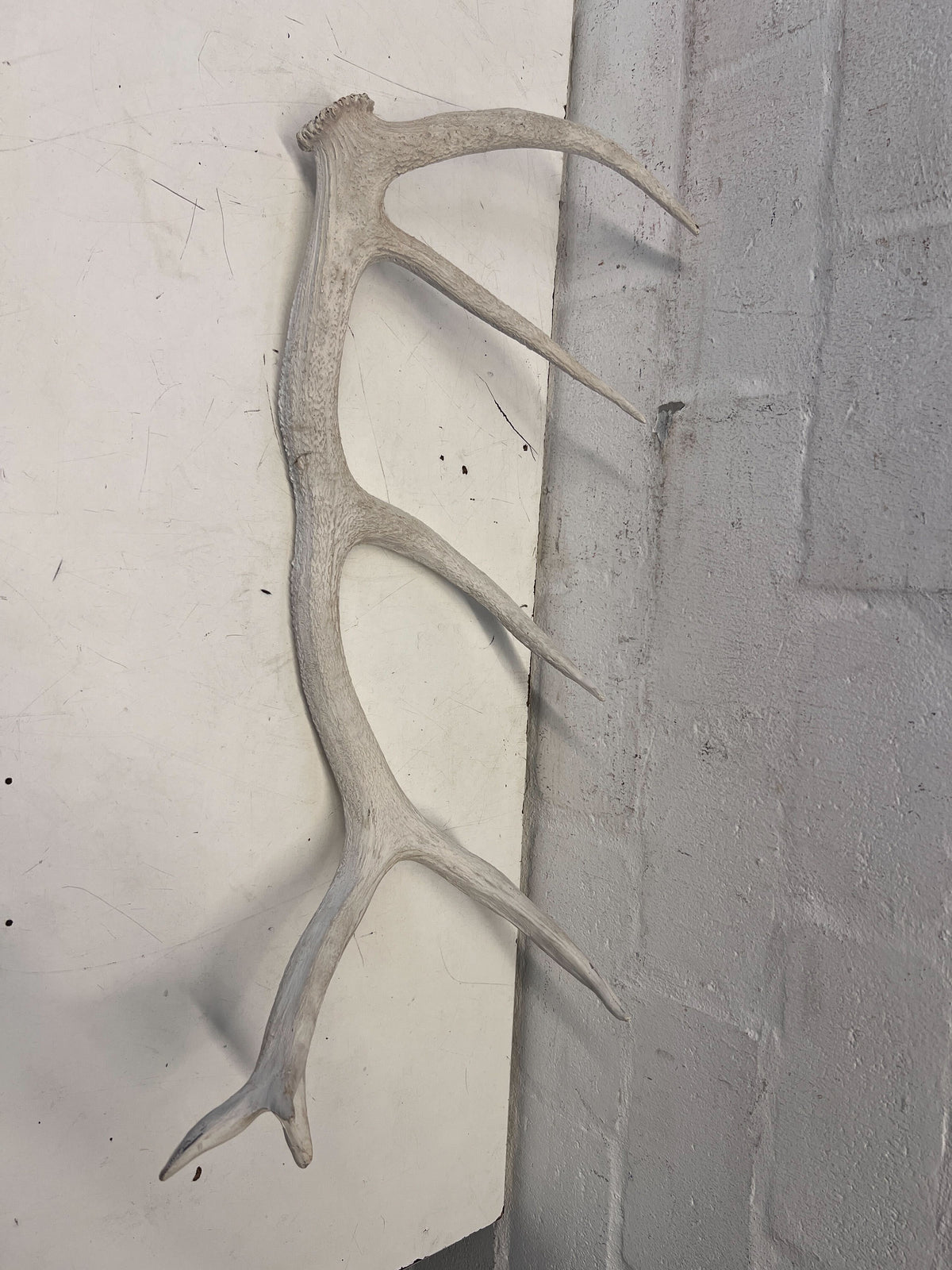 Rustic White Antler Decor Piece for Wall Mounting