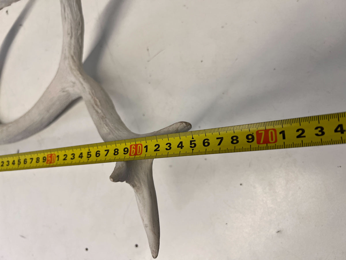 Rustic White Antler Decor Piece for Wall Mounting