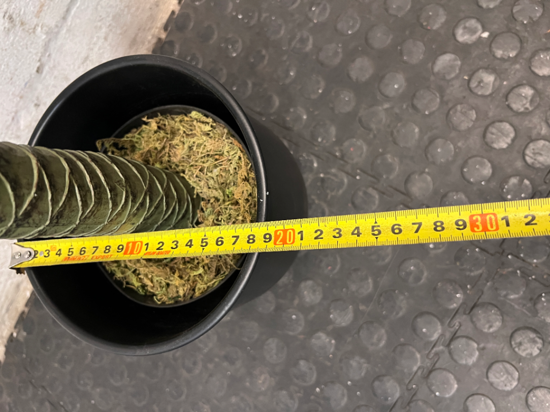 Artificial Variegated Plant in Black Pot with Gold Stand — Good Working Order – height measurement