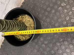 Artificial Variegated Plant in Black Pot with Gold Stand — Good Working Order – height measurement
