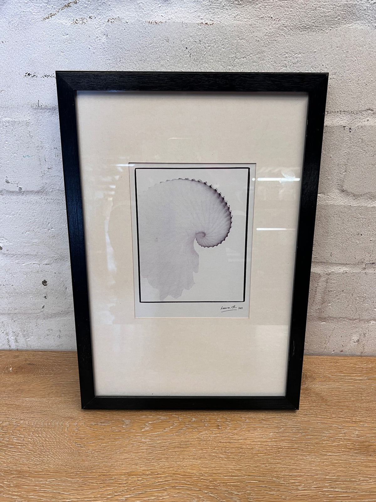 Framed Nautilus Shell Illustration Artwork – main front view