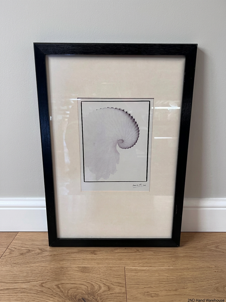 Framed Nautilus Shell Illustration Artwork – styled product image