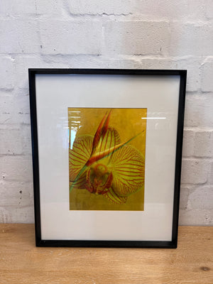 Framed Botanical Orchid and Strelitzia Artwork – condition detail