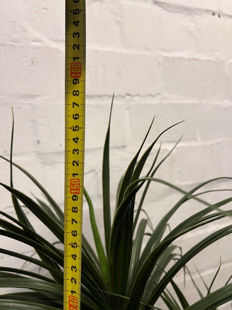 Multi-Stemmed Artificial Dracaena Plant in Black Pot