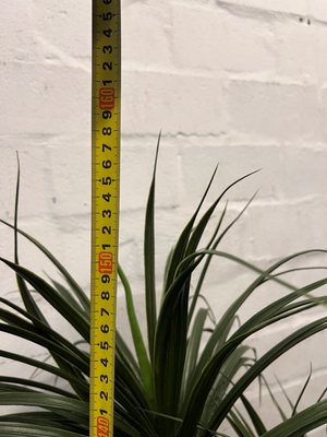 Multi-Stemmed Artificial Dracaena Plant in Black Pot