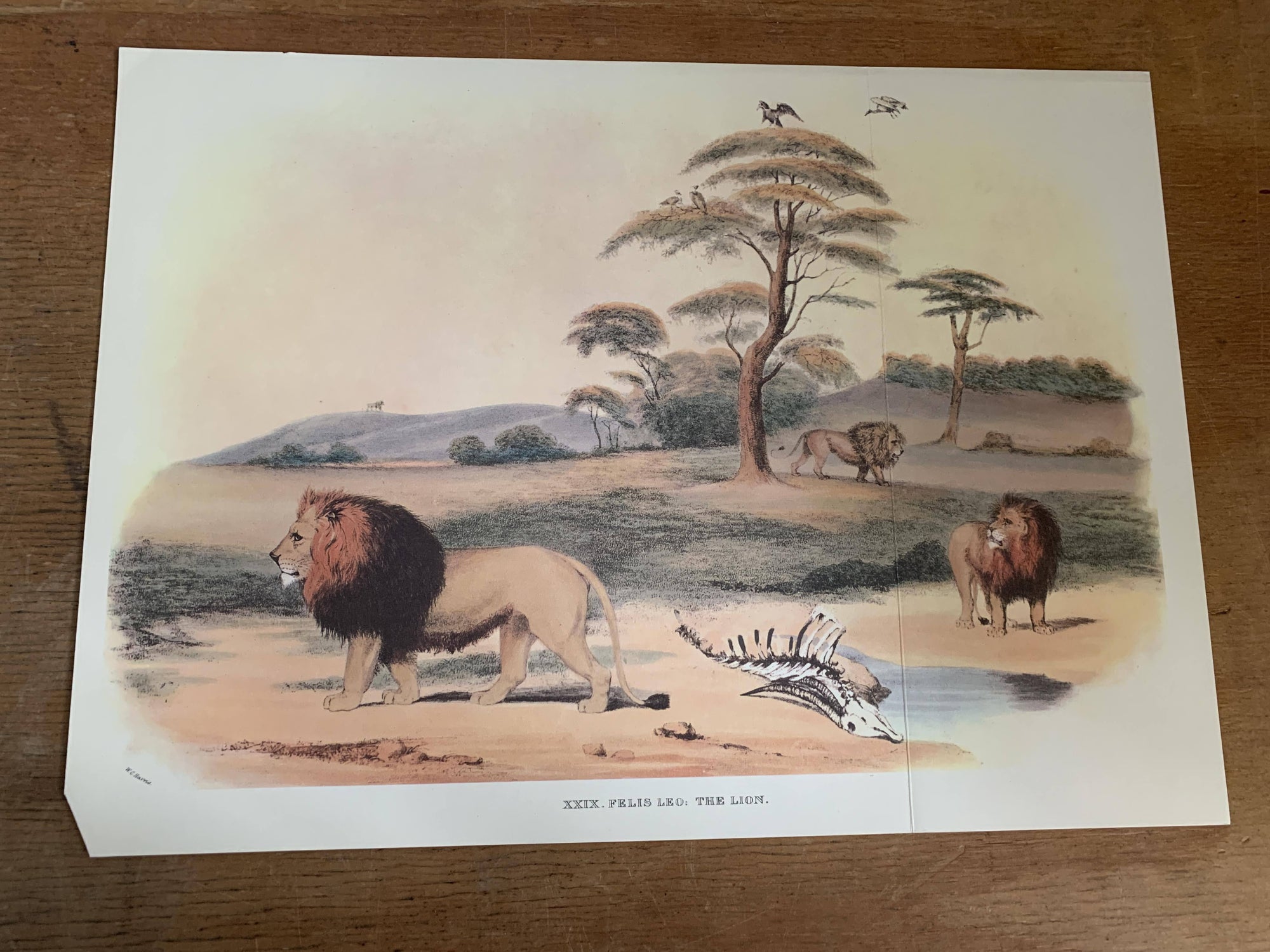Animal Vintage Print - Lion - 2ndhandwarehouse.com