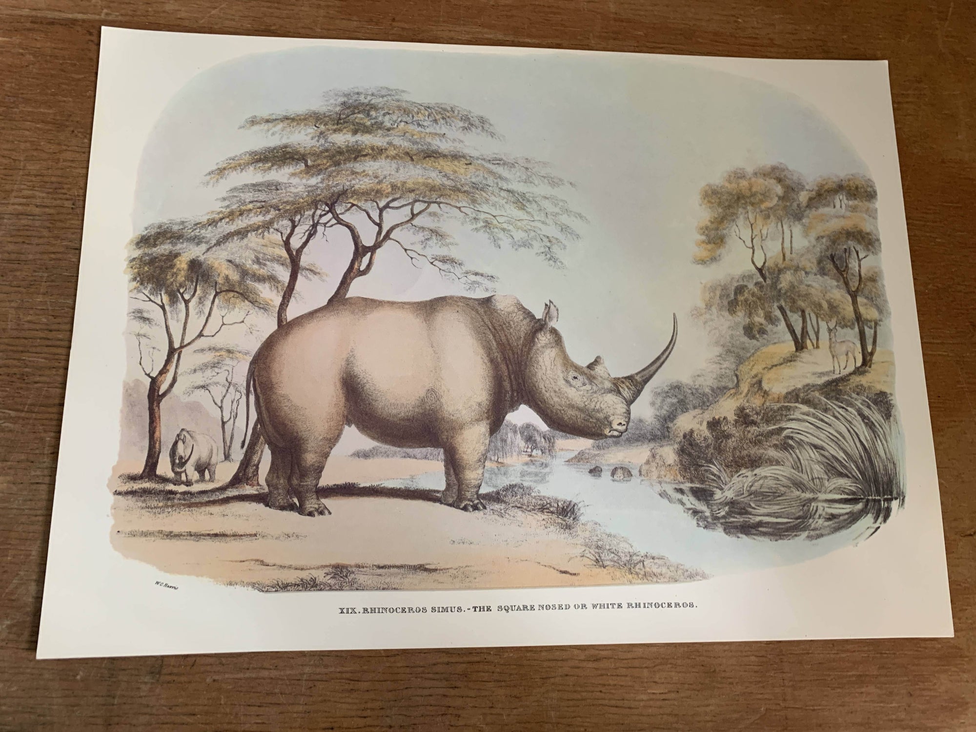 Animal Vintage Print - Rhino - 2ndhandwarehouse.com