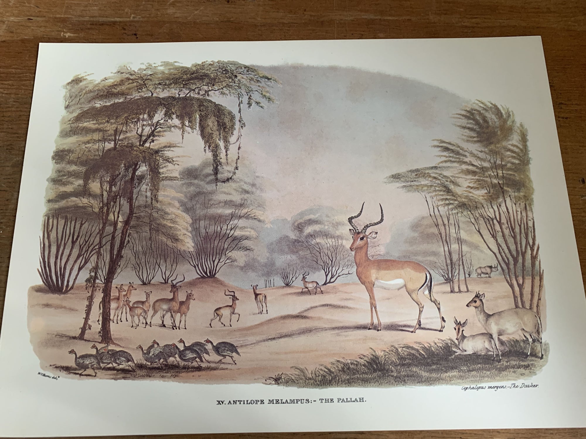 Animal Vintage Print - Impala - 2ndhandwarehouse.com