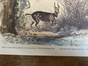 Animal Vintage Print- Grysbok - 2ndhandwarehouse.com
