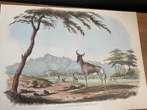 Animal Vintage Print- Sassaybe - 2ndhandwarehouse.com