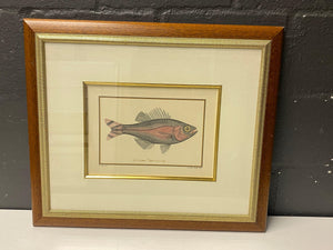 Vintage Beautifully Framed Fish Illustration