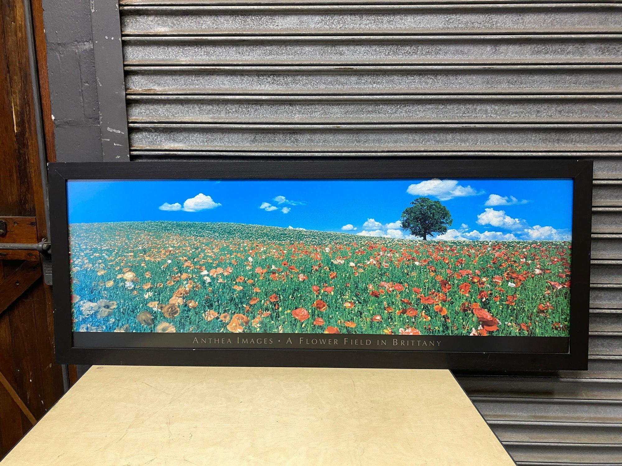 Dandelion Fields Framed Photo Print -REDUCED