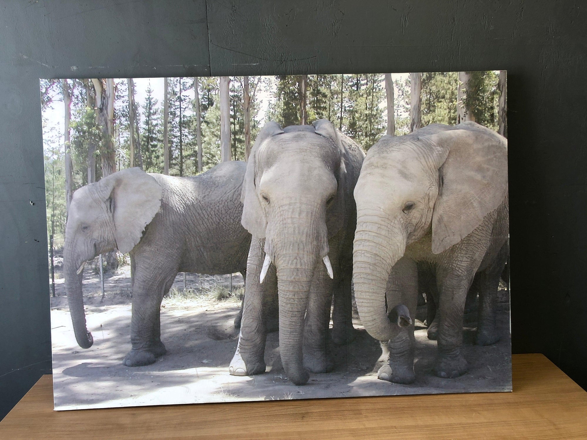 Large Elephant Photo Canvas